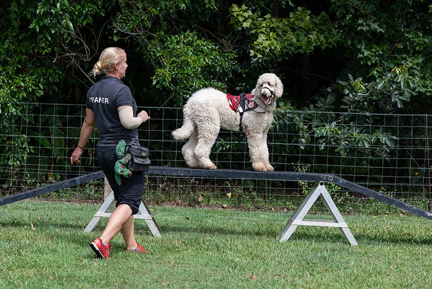 Woman training large poodle