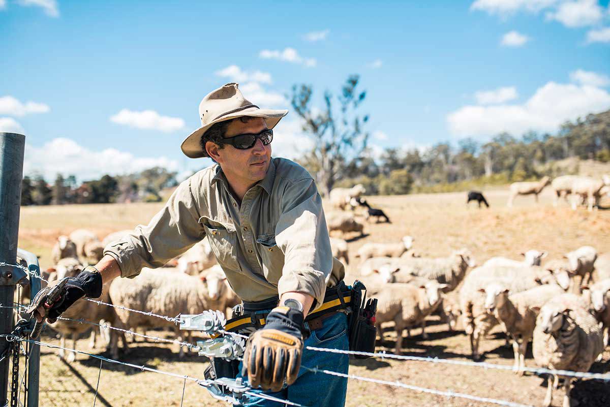 Farmer in paddock with sheep