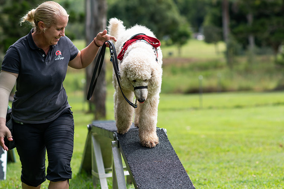 Poodle in training