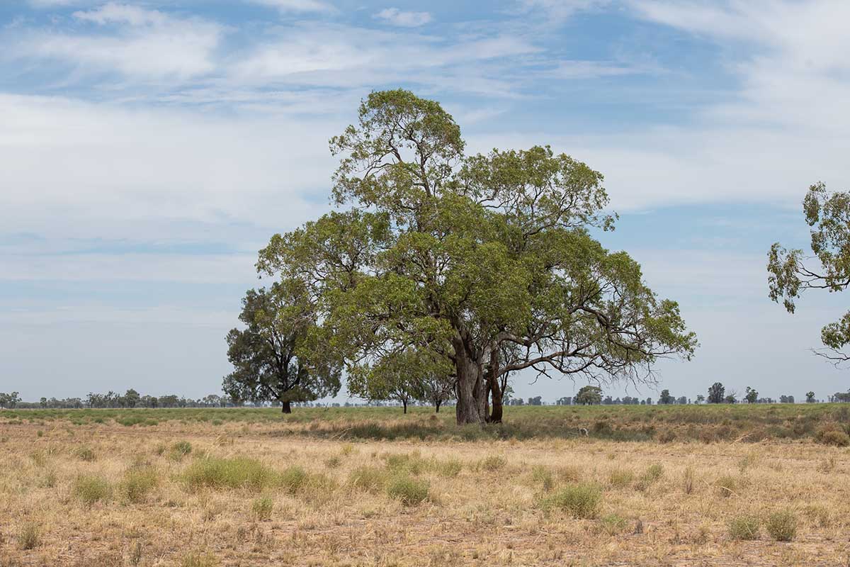 large tree in Australian bush