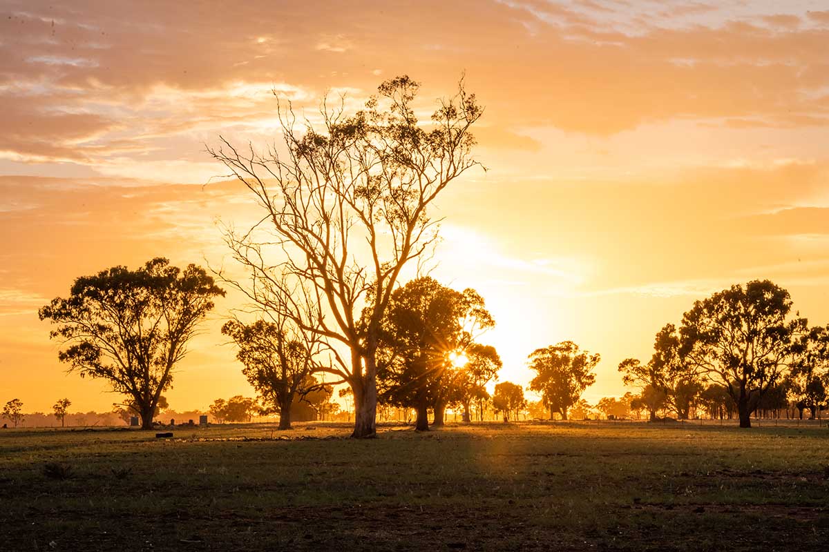 the bush at sunset