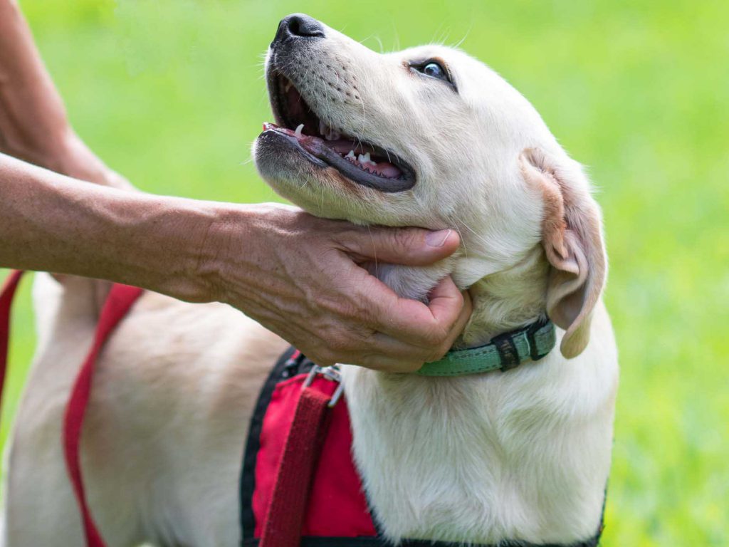 Smiling puppy